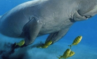 Abu Dabbab sea cow