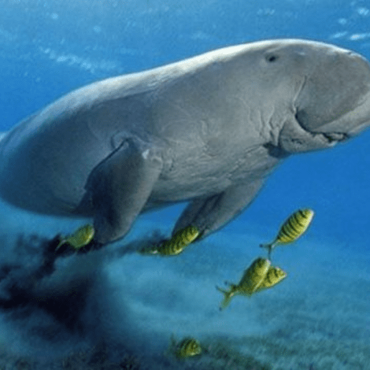 Abu Dabbab sea cow
