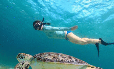 Abu Dabbab turtles