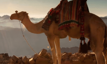 Camel riding hurghada