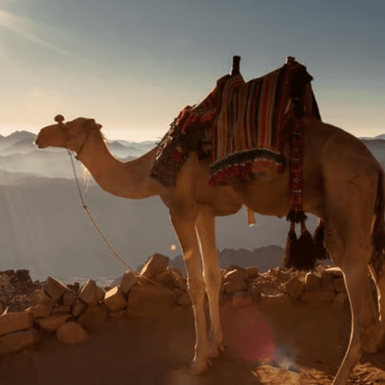 Camel riding hurghada