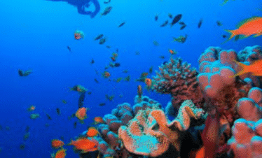 Diving