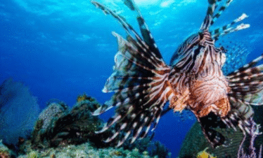 Diving Hurghada