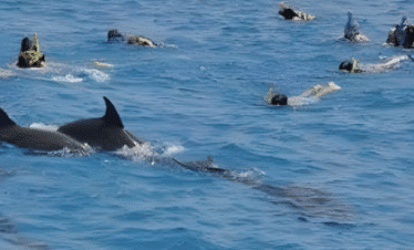 Dolphin House