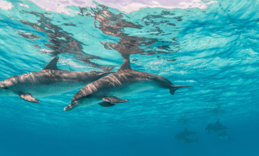 Dolphin House hurghada