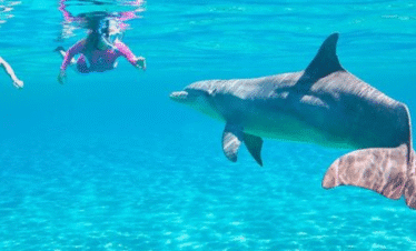Dolphin House hurghada trip