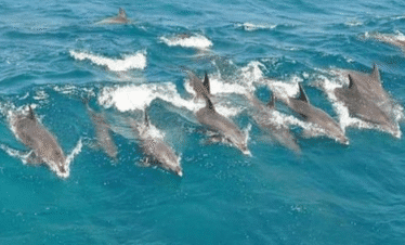 Dolphin House trip hurghada