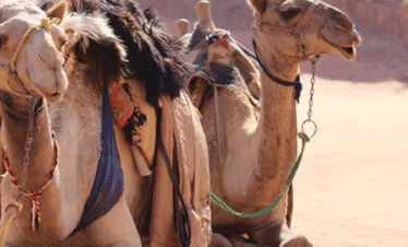 hurghada Camel riding