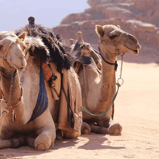 hurghada Camel riding