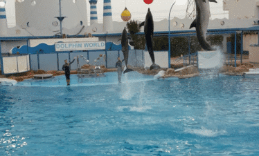 Dolphin World hurghada