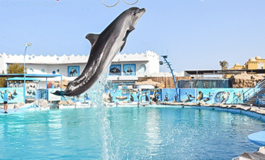 Dolphin World trip hurghada
