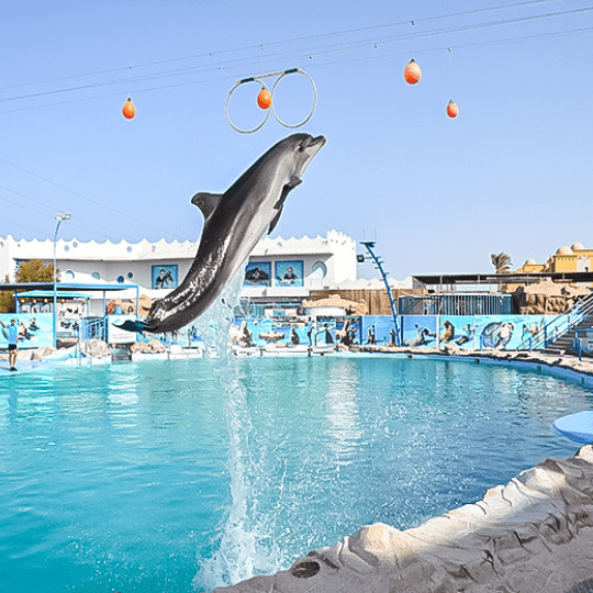 Dolphin World trip hurghada