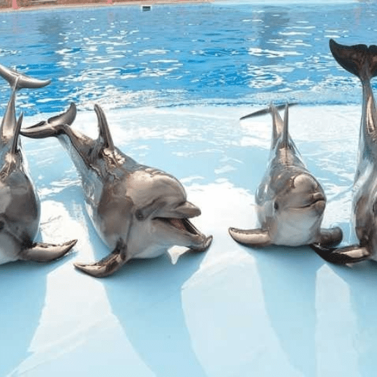 Dolphin Show