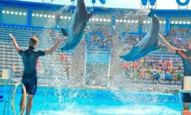 hurghada trip Dolphin World