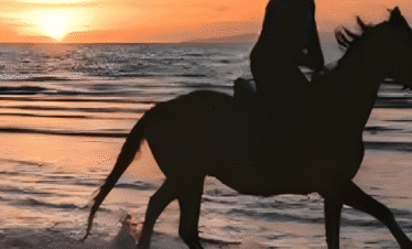 trip hourse riding 2 hours