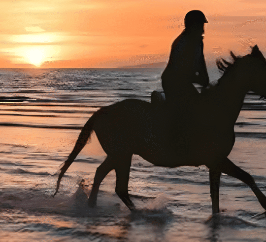 trip hourse riding 2 hours